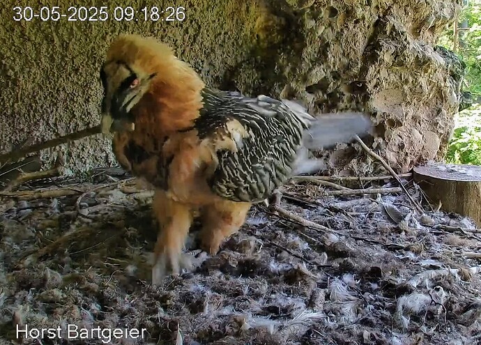 Screenshot_2025-05-30-09-19-36-554_com.android.chrome