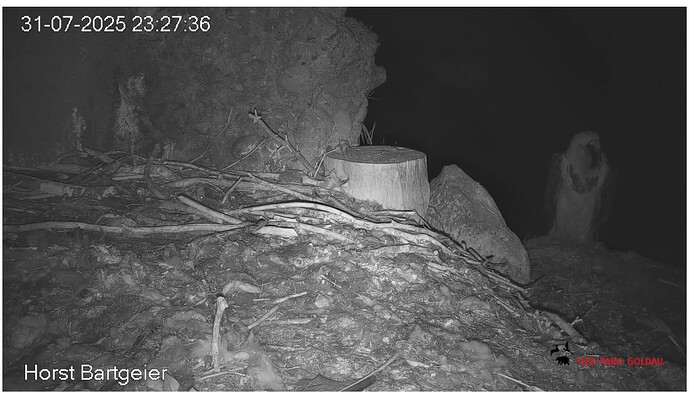 Screenshot_20250731-232843~2