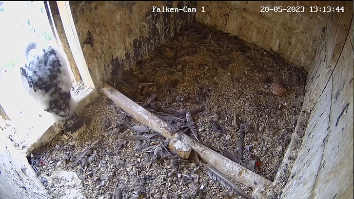 Snap_2023.05.20_13h14m15s_016_