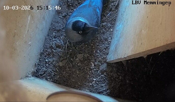 Screenshot_20260310-141928_Chrome