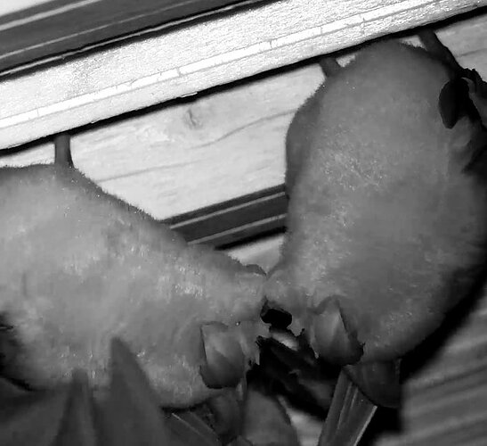 2026-04-09_4 Hufis schmusend