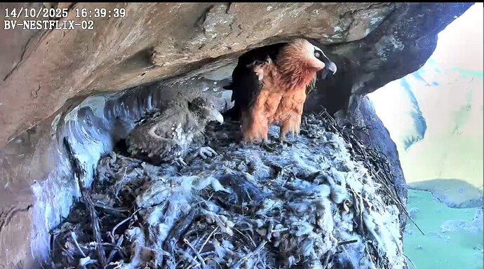 Screenshot_20251014-164004~2