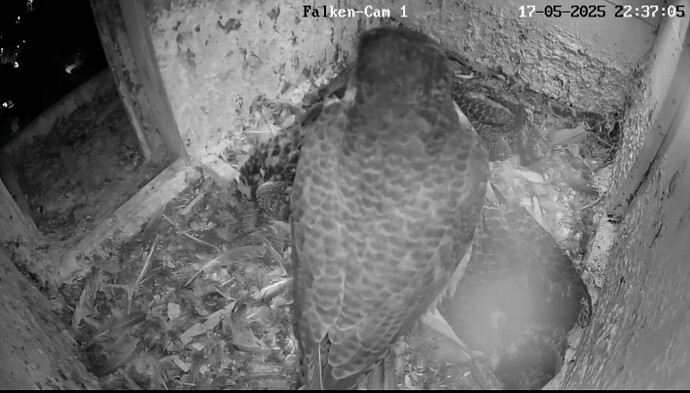 Screenshot_20250517-223735_Chrome