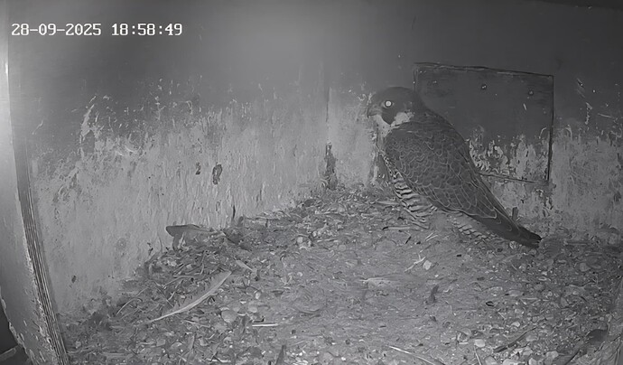 Screenshot_20250928_195312_Chrome