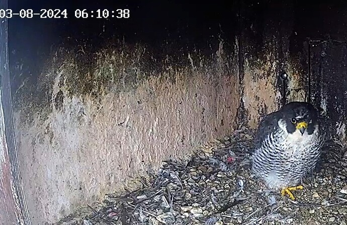 Screenshot_2024-08-03-07-06-55-378_com.android.chrome