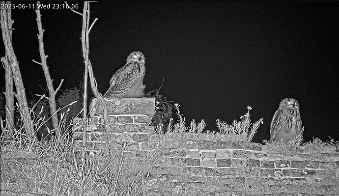 Screenshot 2025-06-11 231146