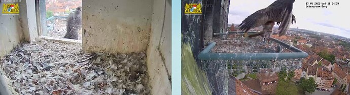 2023-05-17 11_24_31-Webcam - Lebensraum Burg und 3 weitere Seiten - Persönlich – Microsoft​ Edge