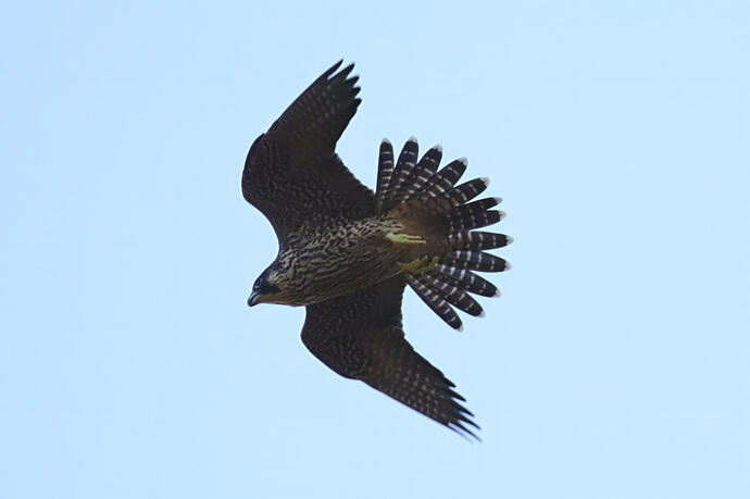 Jungfalke abends 16a