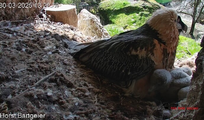 Screenshot_20250330_132341_Chrome