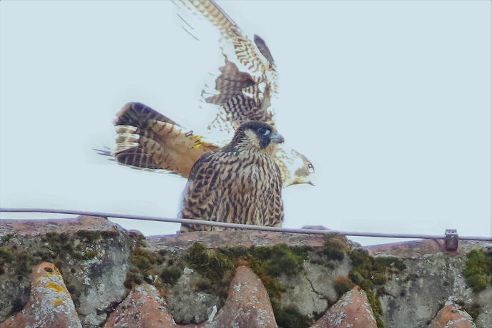 Jungfalken 3a
