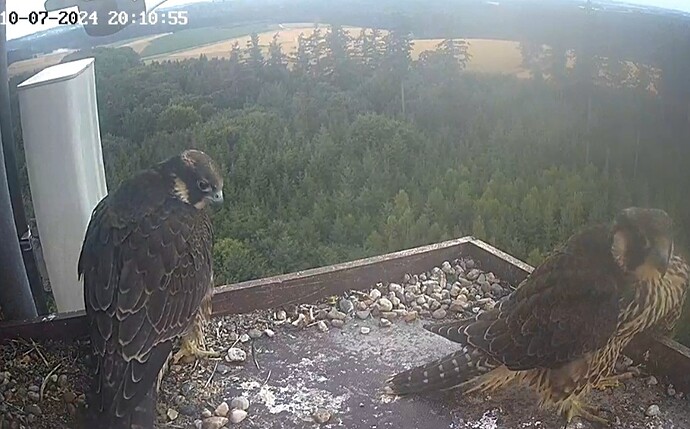 Screenshot_20240710_210953_Samsung Internet