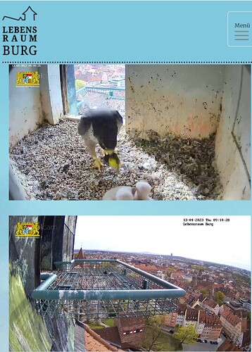 Screenshot_20230413_091050_Samsung Internet