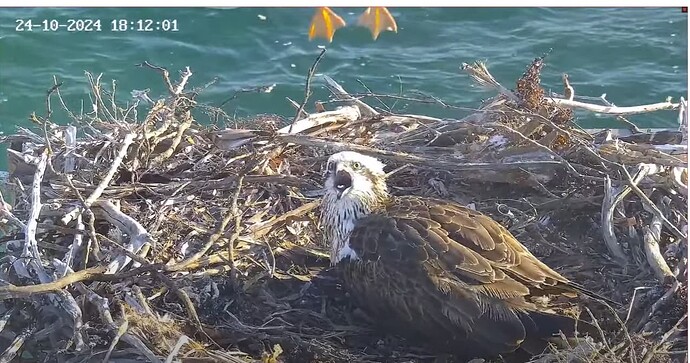 Screenshot 2024-10-24 195631