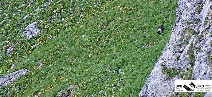 Spaziergang auf Wiese 15.06.26