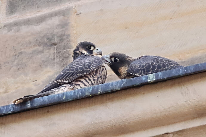 Jungfalken 2a