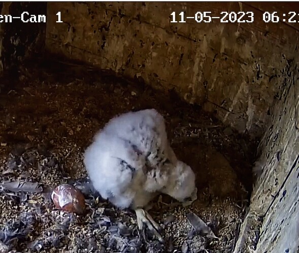 Screenshot_20230511-062202-01