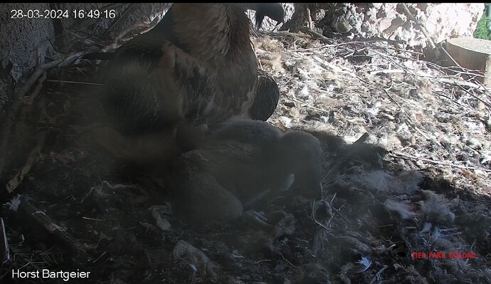 Screenshot_20240328_164926_Chrome