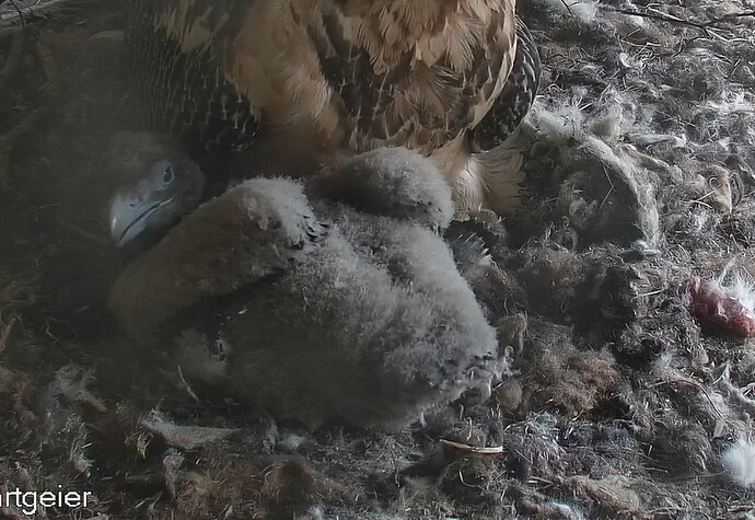 Schutz bei Mama 03.04.25