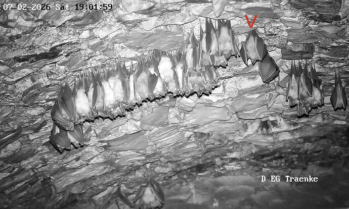 2026-02-7_7 ab 19.00  Kleincluster und aufwachende Hufi