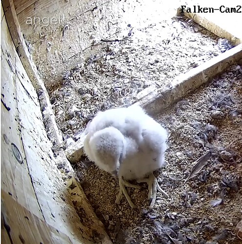 Screenshot_20230512-163831~2