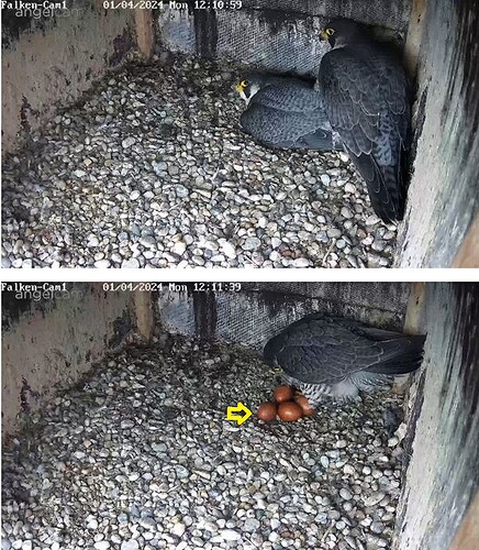 Snap_2024.04.01_12h13m52s_006_