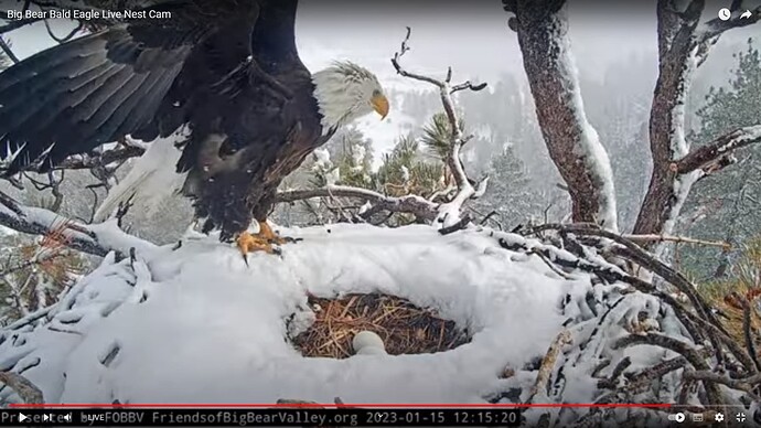 bbca_230115_Jackie_2eggs