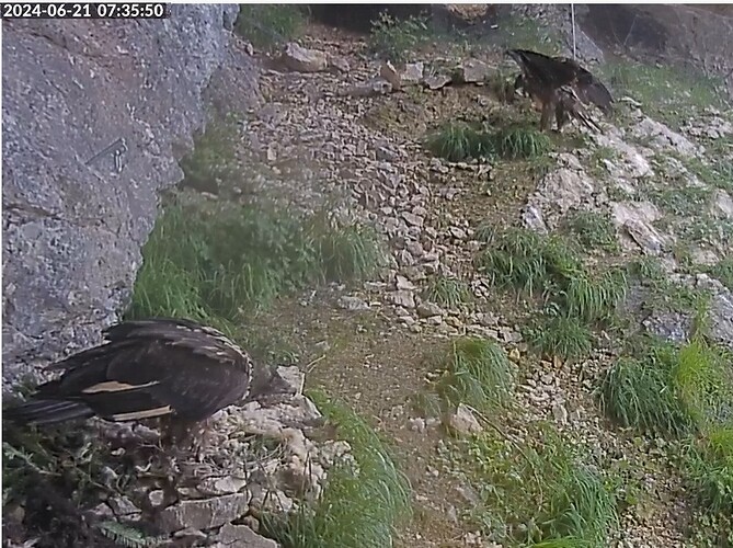 Wigg Frühstück, Vinz hüpft 21.06.24