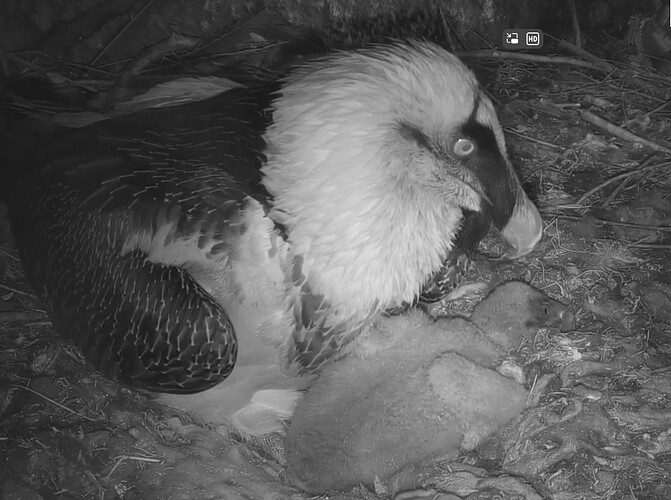 Passt nicht mehr unter das elterliche Gfieder 20.03.24