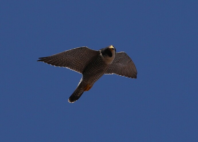 Falco Spähflug 1