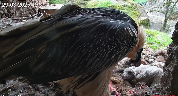 Nachmittagssnack 29.03.25