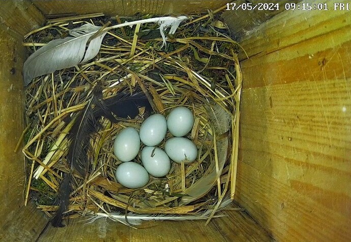 Screenshot_20240517-091907_Chrome