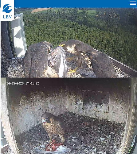 Snap_2025.05.24_17h56m04s_024_