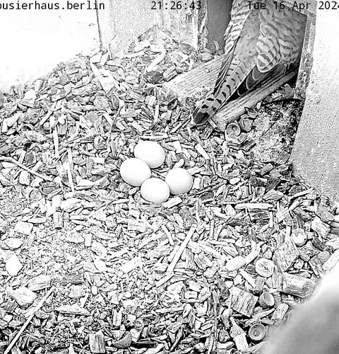 Screenshot_20240416-212708_Chrome