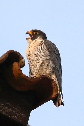 Falco nachmittags 4