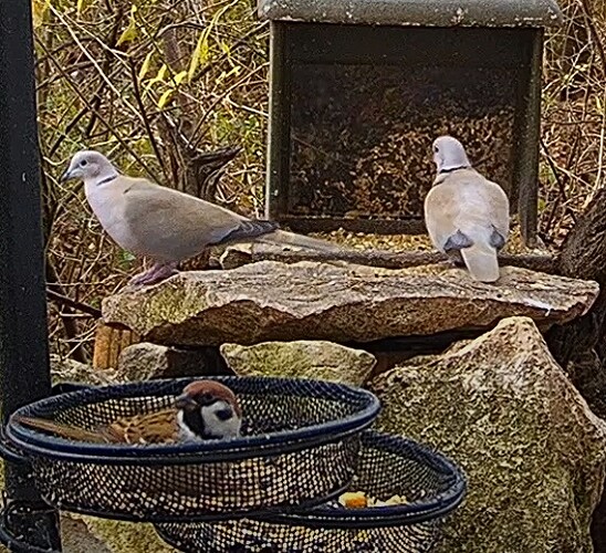 Tütapaar u. Spatz  12.12.24