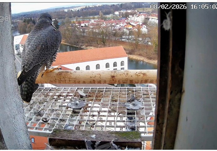 Screenshot_2026-02-08-16-05-23-506_com.android.chrome~2