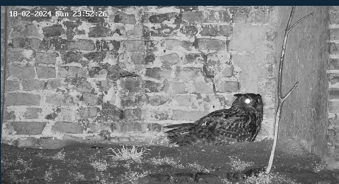 Screenshot_20240218_235312_Samsung Internet