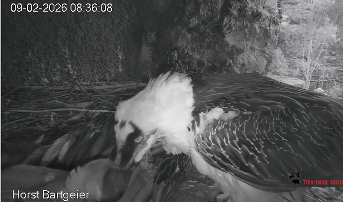 Screenshot_2026-02-09-08-37-08-211_com.android.chrome~2