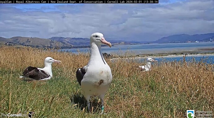 Screenshot_2024-02-01-03-42-53-020_com.google.android.youtube