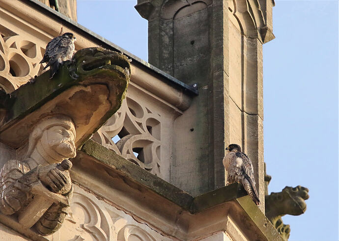 Wanda und Falco nachmittags 2a