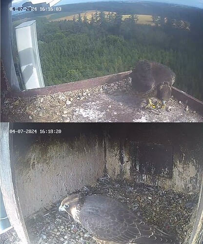 Screenshot_20240704_171447_Chrome