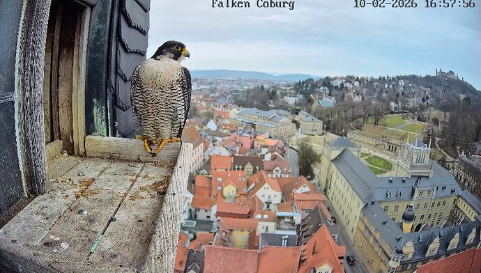 Screenshot_2026-02-10-16-57-57-712_com.android.chrome~2