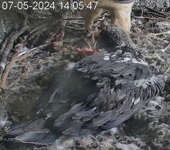 Screenshot_2024-05-07-14-06-54-080_com.android.chrome