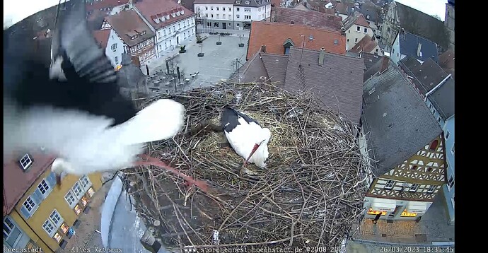 Bild
