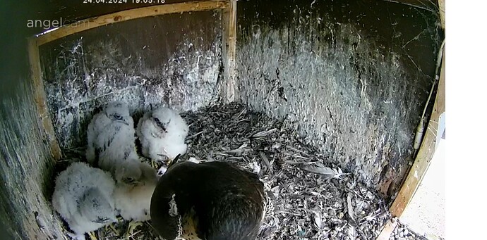 Screenshot_20240424_190622_Chrome