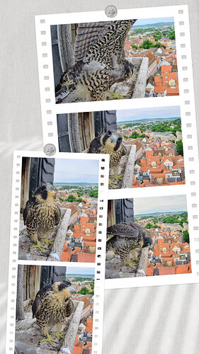 20260531_164316-COLLAGE