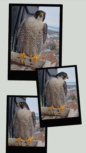 20260204_170255-COLLAGE