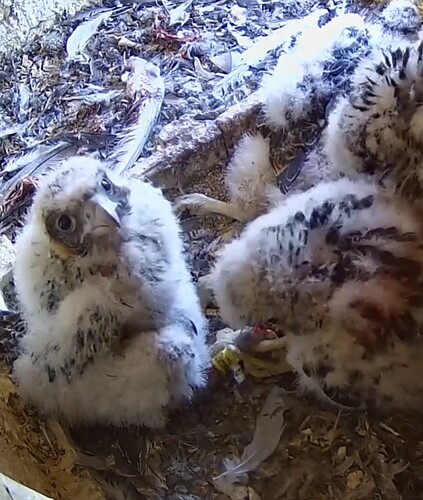 Screenshot_20250510_152358_Samsung Internet