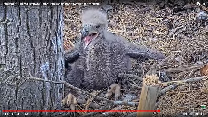 DuVI_230406_eaglet