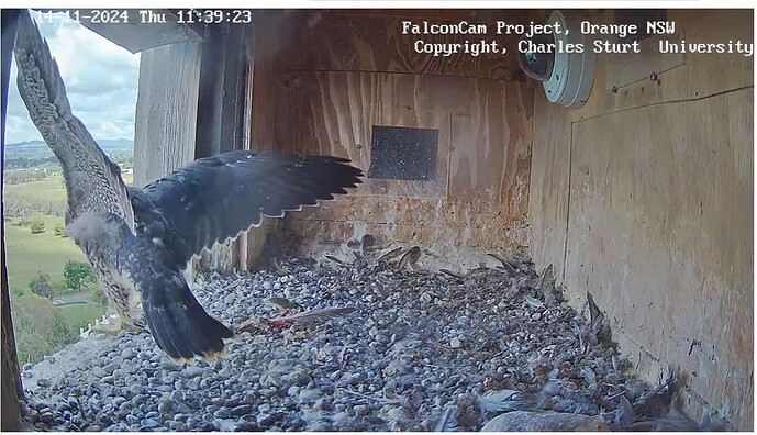 Screenshot 2024-11-14 013949